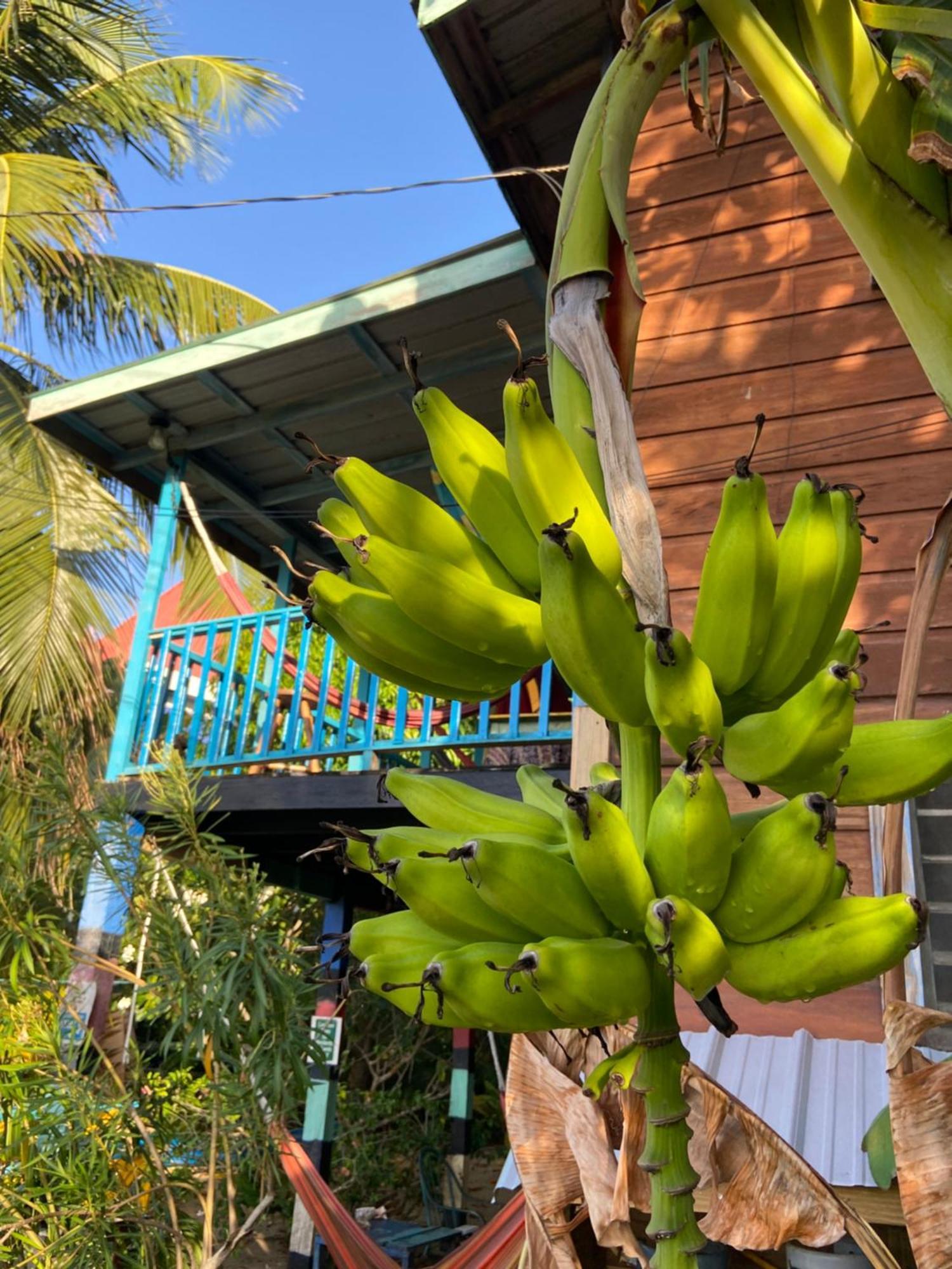 Anda Di Hows Hostel Placencia Εξωτερικό φωτογραφία